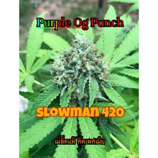 เมล็ดพันธุ์กัญชา Purple og punch เมล็ดพันธุ์แท้ คัดเพศเมีย