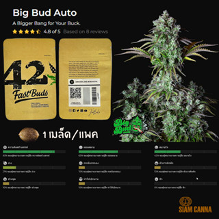 เมล็ดกัญชา Big Bud Auto - Fastbuds Pack : 1 seed พร้อมแพ็คเกจค่าย เมล็ดกัญชาออโต้