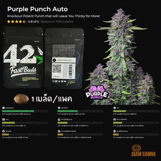 เมล็ดกัญชา Purple Punch Auto - Fastbuds Pack : 1 seed พร้อมแพ็คเกจค่าย เมล็ดกัญชาออโต้