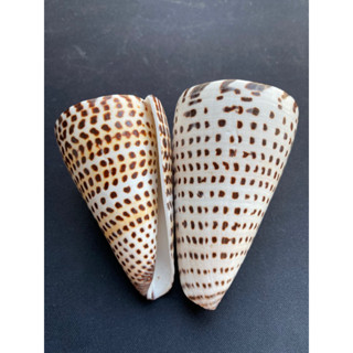 Leopard taro conch Black corn seawater cone snail shell เสือดาวเผือกสังข์ ข้าวโพดดำ หอยโข่งน้ำทะเล