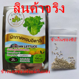 (ฟรีคู่มือ 10แถม1) ซอง 200-800เมล็ด เมล็ดพันธุ์ ผักสลัด ทำมะชาดฟาร์ม กรีนโอ๊ค เบบี้คอส สวิสชาร์ด ผักกาดหอม ไฮโดรโปรนิกส์