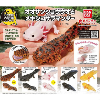 (ครบชุดพร้อมส่ง) กาชาปองซาลาแมนเดอร์ยักษ์-หมาน้ำ Gachapon Bandai Ikimono Encyclopedia Giant Salamander &amp; Axolotl Mini