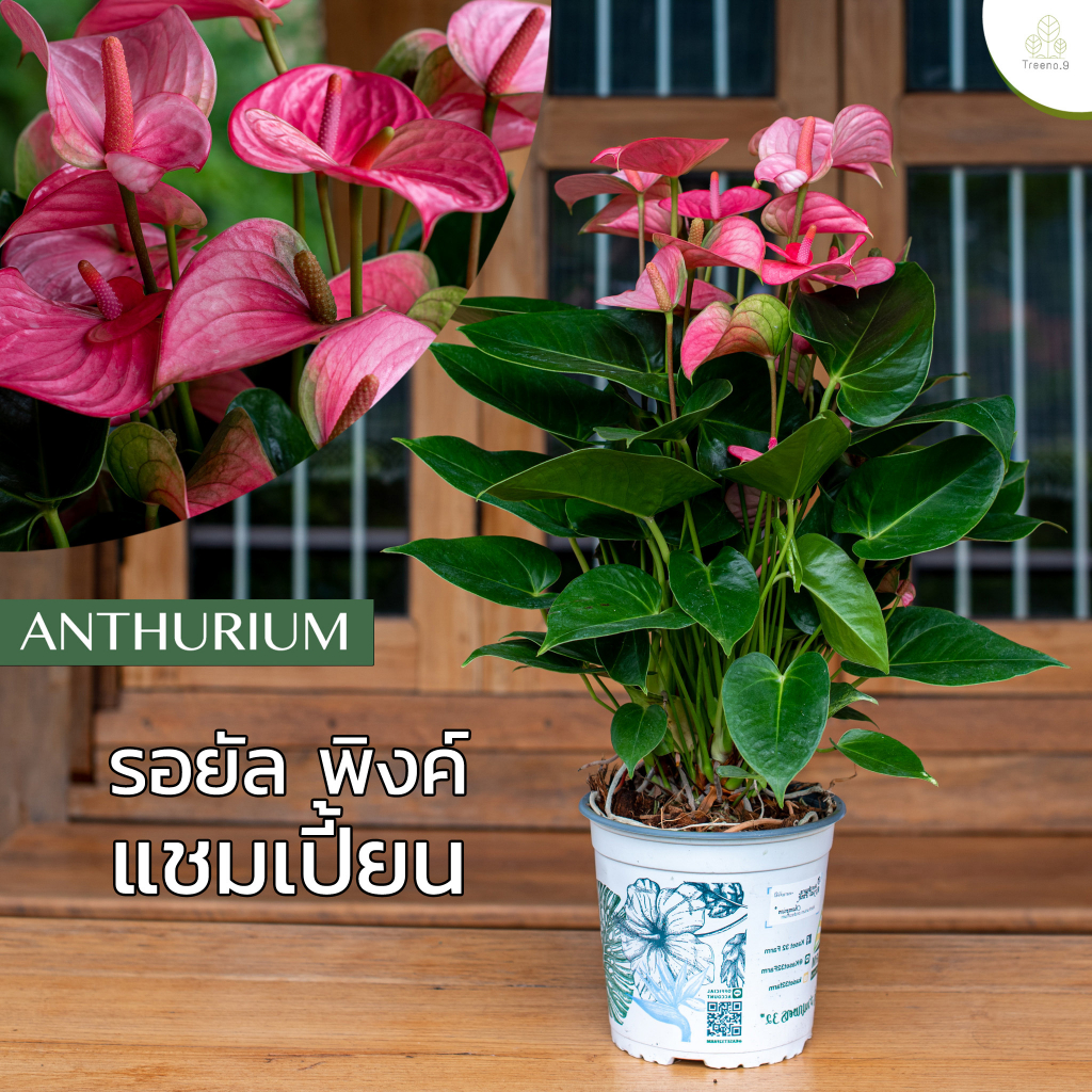 Treeno.9 T43 ดอกหน้าวัว สีชมพูอ่อนดอกใหญ่ (Anthurium) / กระถาง 8 นิ้ว / สูง 30-50 cm