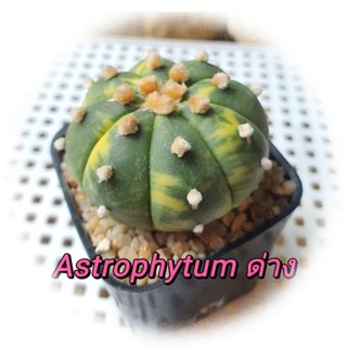 แอสโตรไฟตัม ด่าง (Astrophytum) ไม้เมล็ด แคคตัส พืชอวบน้ำ