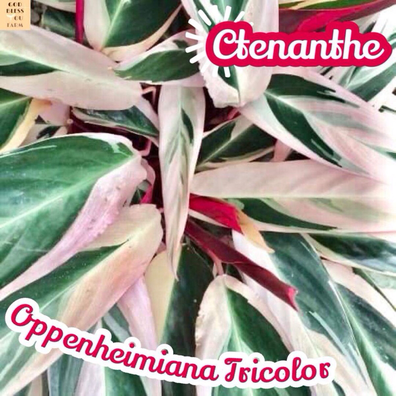 [คล้า ทอง] Ctenanthe Oppenheimiana Tricolor แคคตัส ต้นไม้ หนาม ทนแล้ง กุหลาบหิน อวบน้ำ พืชอวบน้ำ succulent