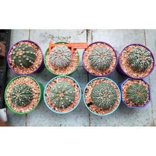 แอสโตรไฟตัม โออิโบะ ซุเปอร์คาบูโตะ วีไท เว้า พูแทรก  Astrophytum