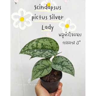 Scindapsus pictus Silver lady พลูหัวใจแนบ