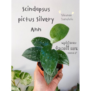 Scindapsus pictus Silvery ann พลูหัวใจแนบ