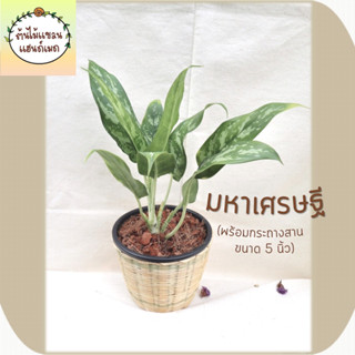 🎋มหาเศรษฐี (Aglaonema sp.‘Mahasetthi’) ไม้มงคล ช่วยฟอกอากาศ พร้อมกระถางสานไม้ไผ่ ขนาด 5 นิ้ว