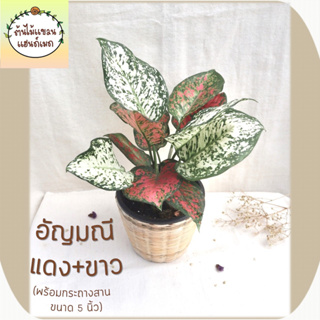 🎋อัญมณีแดง+อัญมณีขาว (Aglaonema) ต้นไม้มงคล พร้อมกระถางสานไม้ไผ่ ขนาด 5 นิ้ว ช่วยฟอกอากาศ ดูดสารพิษ