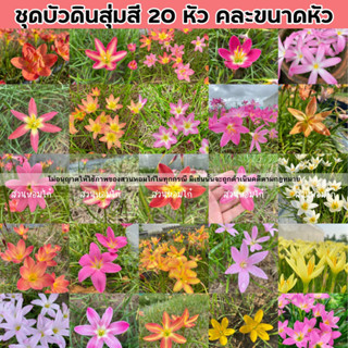 🌷บัวดินสุ่มสีคละขนาด 20 หัว 99 บาท🌷