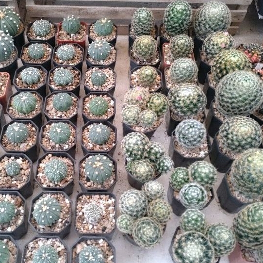 🌵 กระบองเพชร ไม้อวบน้ำ 🌵 cactus &amp; succulents 🌵 หลายสายพันธุ์​ ราคาถูก