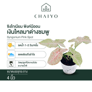 พิงค์สปอต เงินไหลมาด่างชมพู (Syngonium Pink Spot) กระถาง 4 นิ้ว