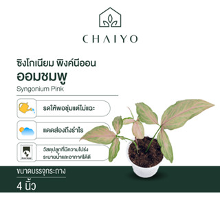 ออมชมพู ซิงโกเนียม พิงค์ (Syngonium Pink) กระถาง 4 นิ้ว