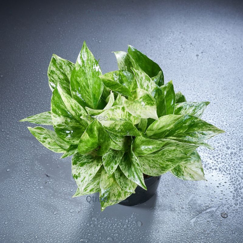 ขนาดจัมโบ้4นิ้วพลูด่างราชินีหินอ่อน Epipremnum aureum Bunting cv. Marble Queen ขนาดน่ารักส่งทั้งกระถางขนาด4นิ้ว