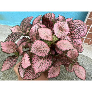 พรมออสเตรเลีย Fittonia (nerve plant ) สีชมพูหวาน