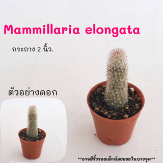 Mammillaria elongata  นิ้วดำ นิ้วญี่ปุ่น ไม้ชำหน่อ cactus กระบองเพชร แคคตัส กุหลาบหิน พืชอวบน้ำ