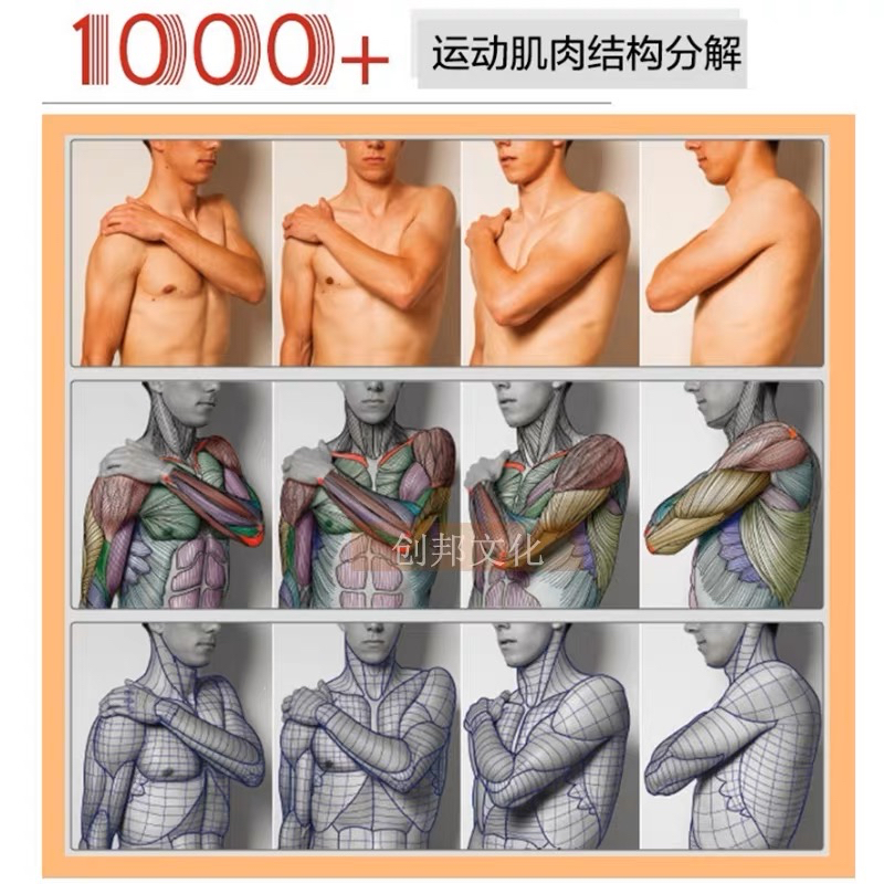 ANATOMY FOR SCULPTORS โครงสร้างร่างกายมนุษย์ กล้ามเนื้อ กายวิภาคศาสตร์ หนังสือสอนวาดรูป วาดภาพคน ศิลปะ - รูปที่ 3