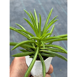 Peperomia Dolabriformis Prayer Pepper ไม้อวบนำ้ กระถาง 2 นิ้ว