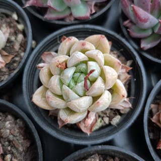 พร้อมส่ง กุหลาบหิน HYBRID ไม้อวบน้ำ ไฮบริด สายพันธุ์ใหม่ๆ กระถาง 5 cm succulent echeveria haworthia