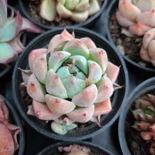 พร้อมส่ง กุหลาบหิน HYBRID ไม้อวบน้ำ ไฮบริด สายพันธุ์ใหม่ๆ กระถาง 5 cm succulent echeveria haworthia lithop Cactus