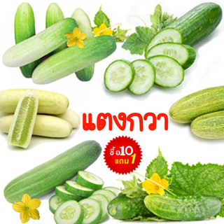 แตงกวา📌ทุกสายพันธุ์🎯ถูกที่สุด10บ.🎯เมล็ดพันธุ์แตงกวา3-10 เมล็ด☘️ปลูกง่าย👉โตเร็วที่สุด☘️ลูกดก