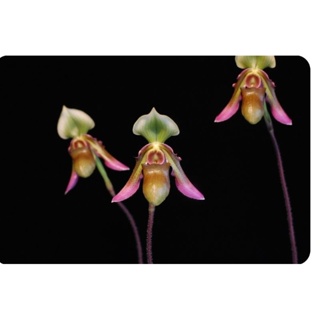 Paph.hookerae ต้นเล็ก