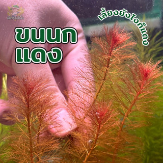 ขนนกแดง Myriophyllum red ไม้หลังตู้เลี้ยงง่าย