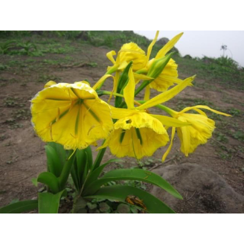 เจ้าหญิงมงกุฎทอง Hymenocallis Amancaes (ขนาดหัวตามรูปท้าย)