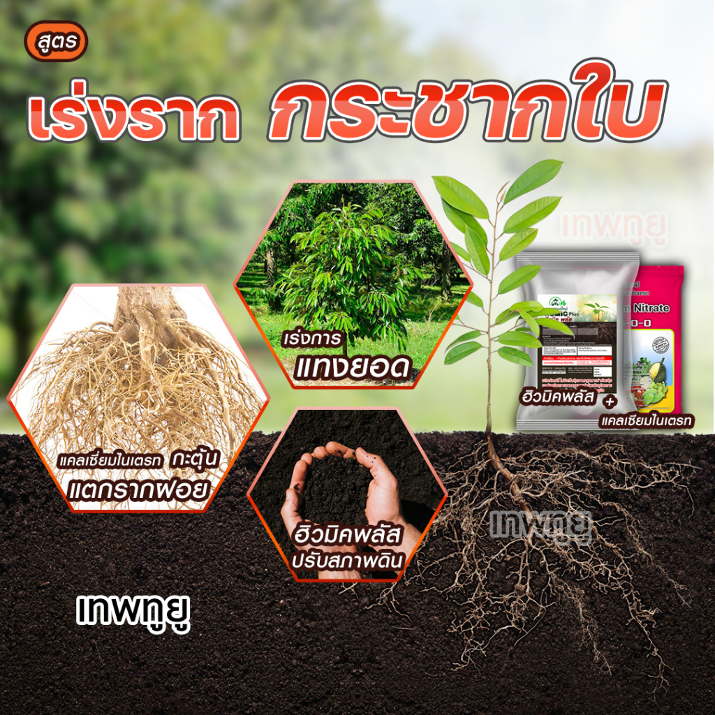 ปุ๋ย [ระเบิดรากกระชากใบ] สูตรเร่งรากเร่งใบ  ฮิวมิค+แคลเซียมไนเตรท [Humic Calcium nitrate] มีของแถม