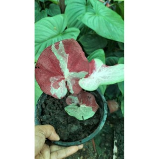 บอนสีทรัพย์เจริญcaladium