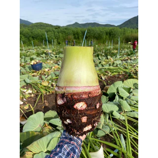 เผือกหอมสด❗️1Kg.❗️ชั่งรวมกล่อง เผือกบก เนื้อฟู หัวใหญ่ สดใหม่ ราคาถูกที่สุด พร้อมส่ง🔥‼️(มีเก็บเงินปลายทางด้วยน่ะ)
