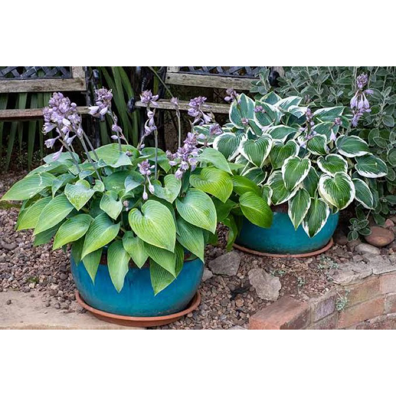 ฮอสต้า Hosta เป็นพืชประดับสวยงาม และกินหน่ออ่อนได้