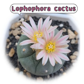 โลโฟโฟรา Lophophora fricii Cactus กระบองเพชร แคคตัส ไม้เมล็ดดอกชมพู