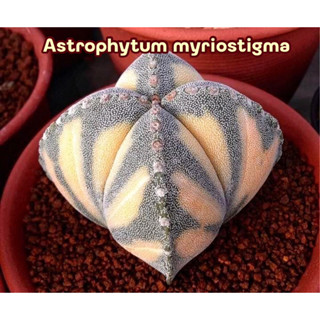 [ถูกที่สุด]แคคตัสมายรีโอสติกมาด่าง แอสโตรไฟตั้ม Astrophytum myriostigma กระบองเพชร แคคตัส มายรีโอ้ด่าง cactus succulents