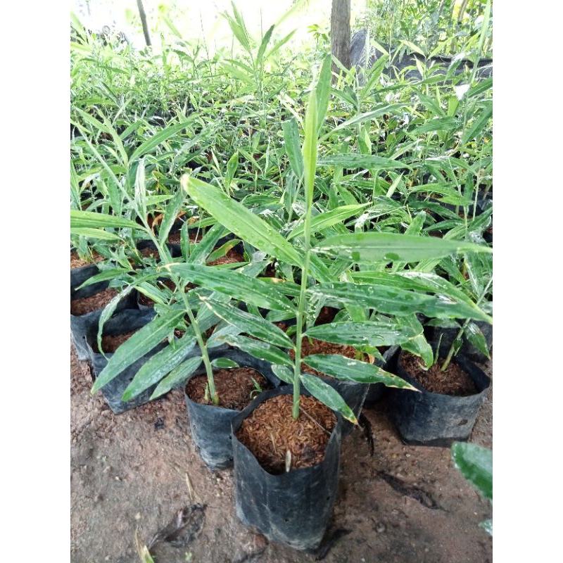 ต้นขิงโบราณ ,ขิงน้อย 🌿พืชผักพื้นบ้าน ทานใบและเหง้า รสเผ็ดร้อน ใบขิงประกอบในอาหารได้