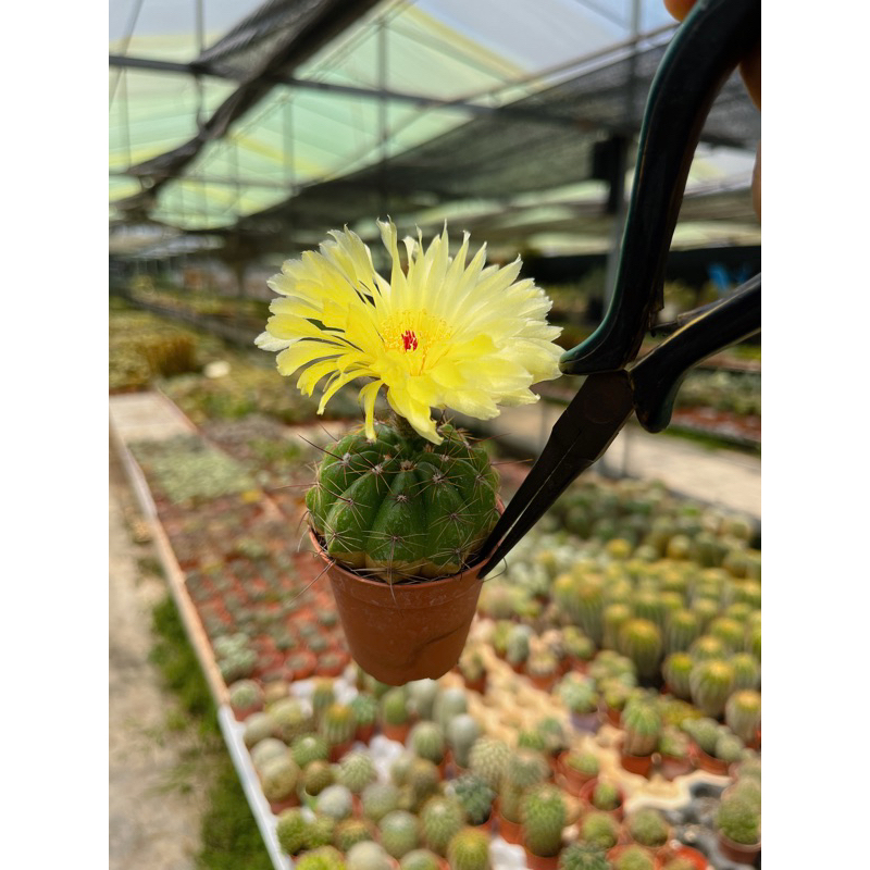 มาตูคาน่า yellow big flower