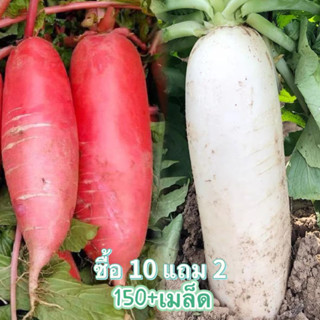 เมล็ดผักกาดหัว 150+เมล็ด (ซื้อ10แถม2 คละได้) ผักกาดหัว ไชเท้าสับปะรด