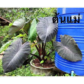 บอนดำ ต้น colocasia ไม้ประดับ ใบสวย  เลี้ยงง่าย ใบดำเป็นกำมะหยี่