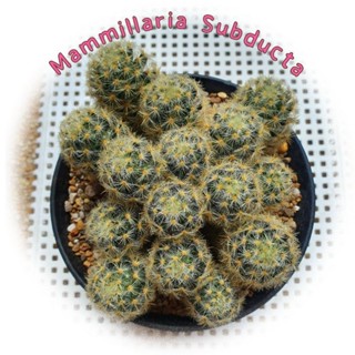 แมมซับดัคต้า Mammillaria Subducta แคคตัส กระบองเพชร  ไม้เมล็ดปาดให้แตกกอ ในกระถาง 5 นิ้ว