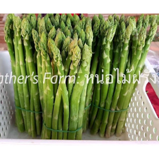 asparagus🔥190/โล🔥6โล ฟรีค่าจัดส่ง🔥เก็บสดๆจากสวนทุกเช้า