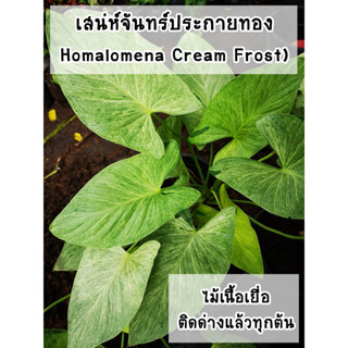 ต้นเสน่ห์จันทร์ประกายทองด่างแล้วทุกต้น (Homalomena Cream Frost)