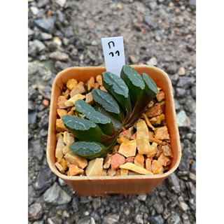 truncata shirayayukifuji’(ทรังคาต้า ติดด่าง)  รหัส ก.11-ก.20