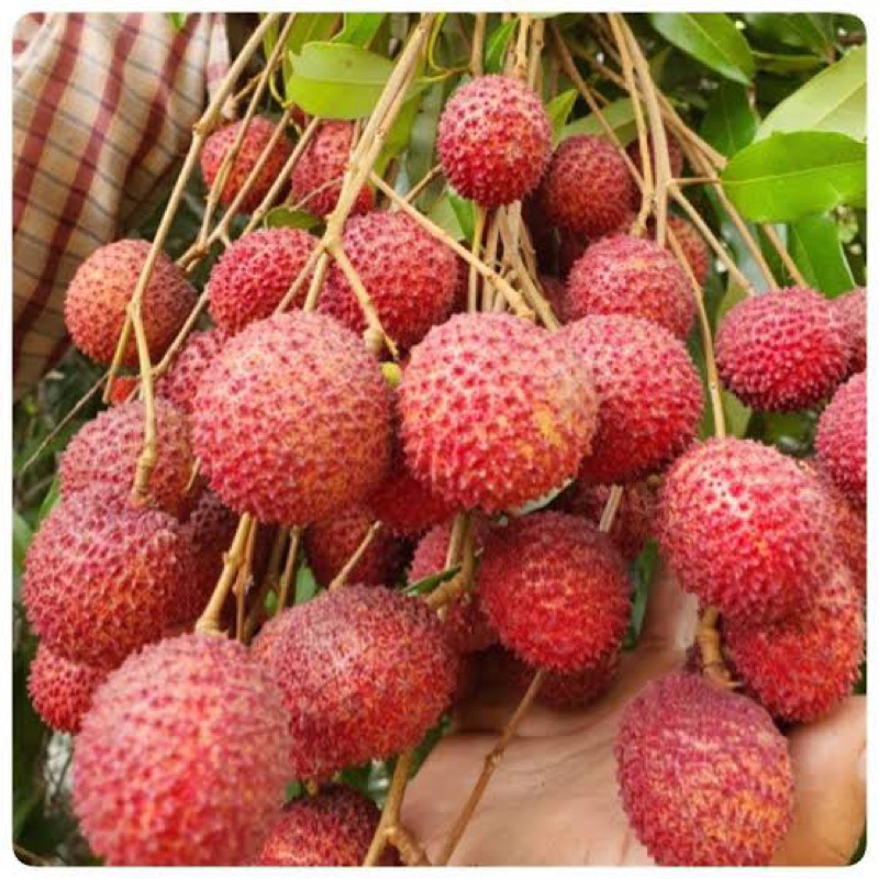 ต้นลิ้นจี่ค่อมอัมพวา ติดผลดก เนื้อเยอะเม็ดเล็กลีบ ต้นเตี้ย ติดผลเร็ว  แบบเสียบยอด - รูปที่ 2