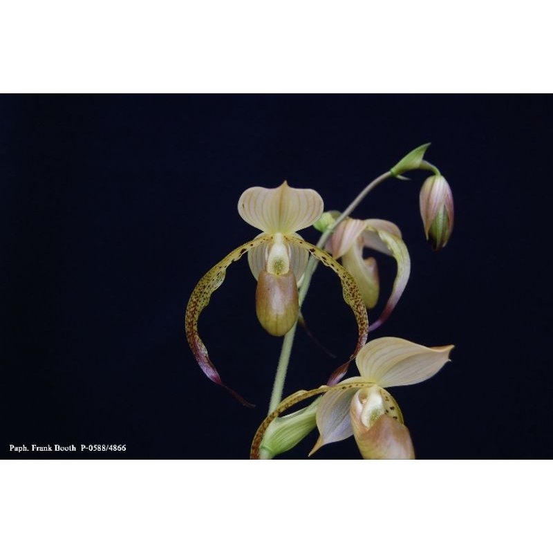 Paph.parishii	x	Paph.stonei