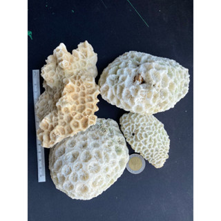 ปะการังสีขาวธรรมชาติ Nature white coral