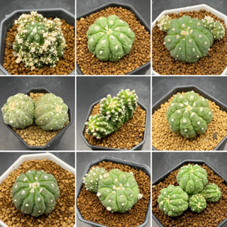 [Update7.7]แอสโตรลิซาร์ดสกิล Astrophytum Lizard skin ไม้เพาะเมล็ด ส่งทั้งกระถาง