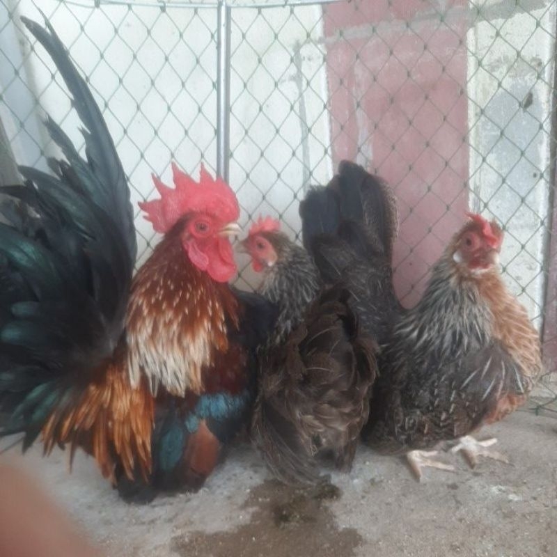 ไข่ไก่แจ้บุ้นเชื้อ คละสี (1ชุดมี5ฟอง)