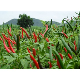 🌱เมล็ดพริกชี้ฟ้า 30เมล็ด (ซื้อ5แถม1คละได้)