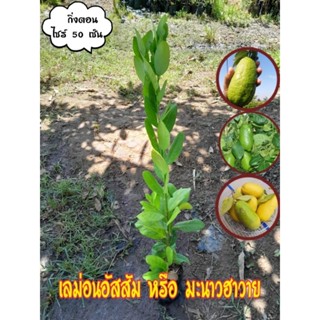 🔖🔖เลม่อนอัสสัม หรือ มะนาวฮาวาย🔖🔖(Citrus limon)